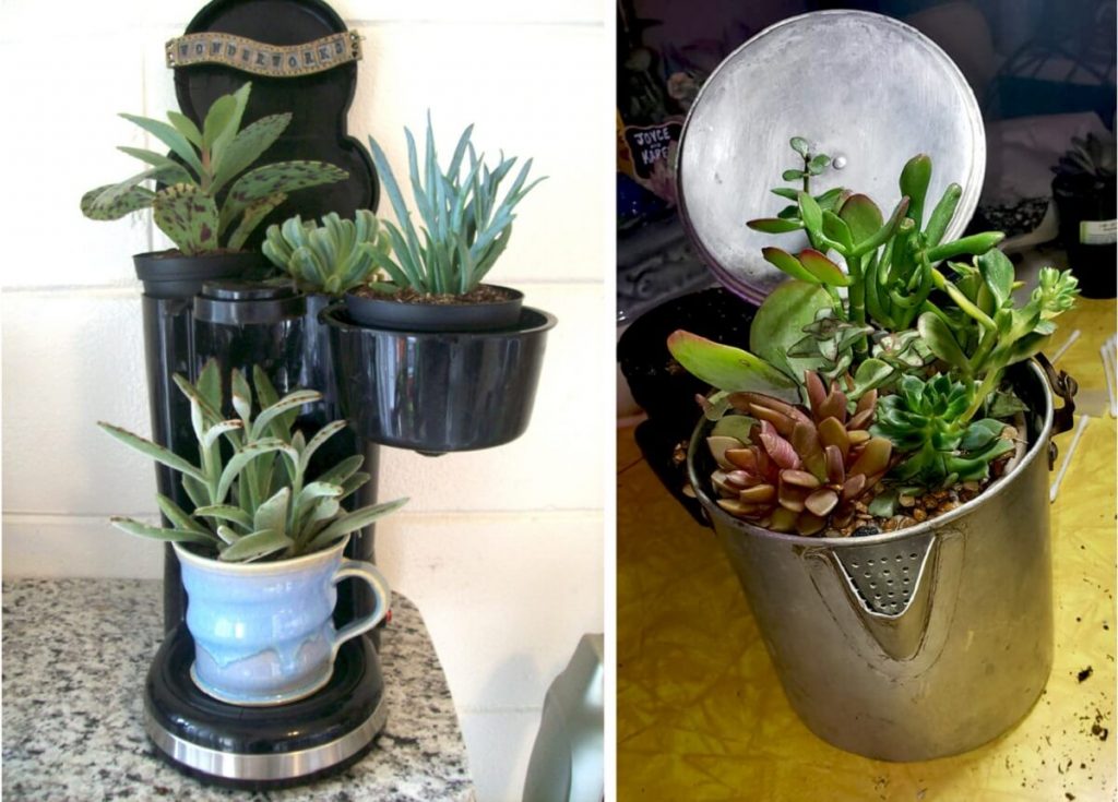 upcycle coffee makers into succulent planters