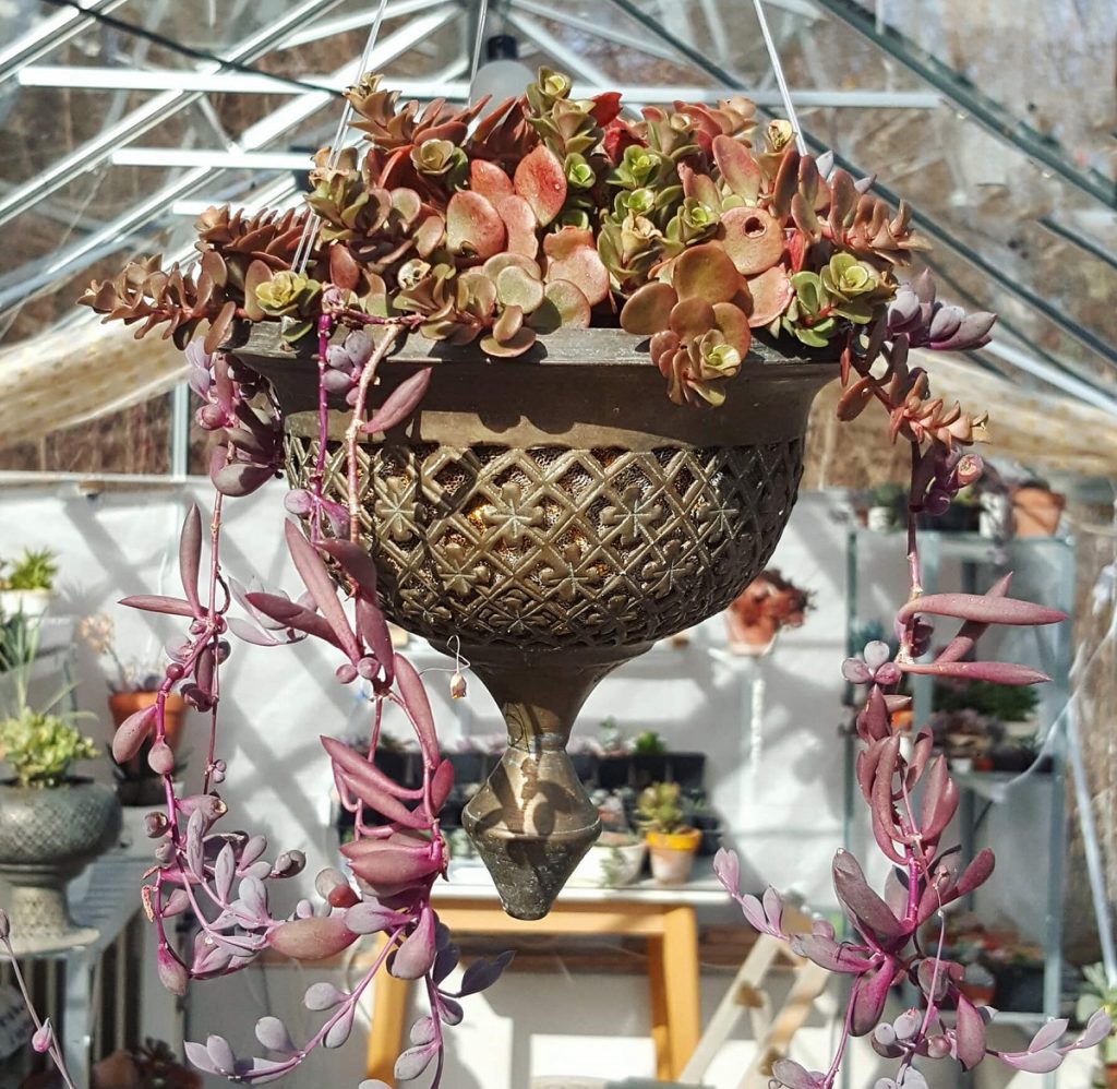 old lamp become upcycled planter for succulents