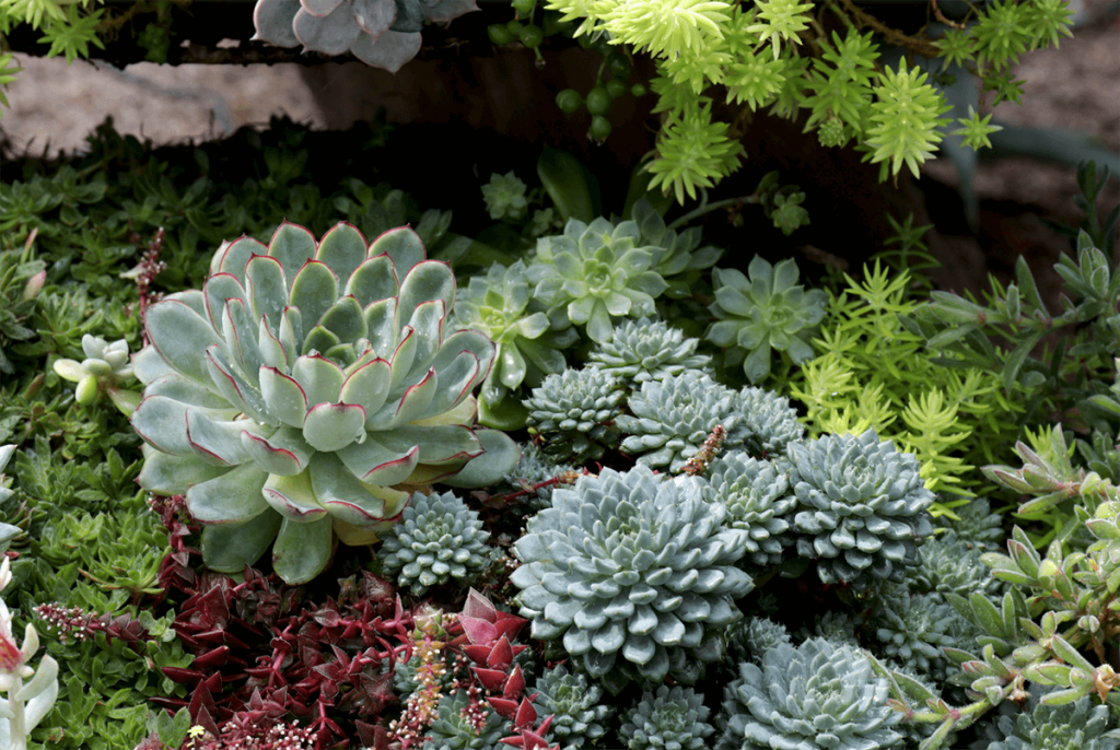 9 Simple Steps to Spring Care for Succulents | The Succulent Eclectic