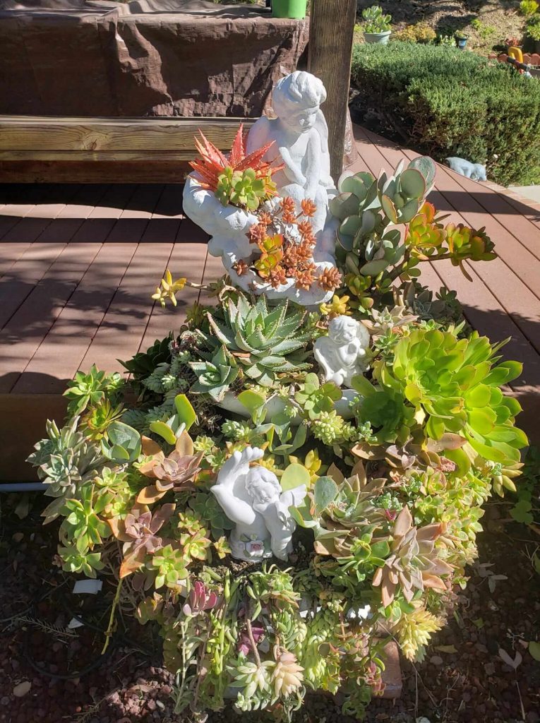 dry fountain planted with succulents