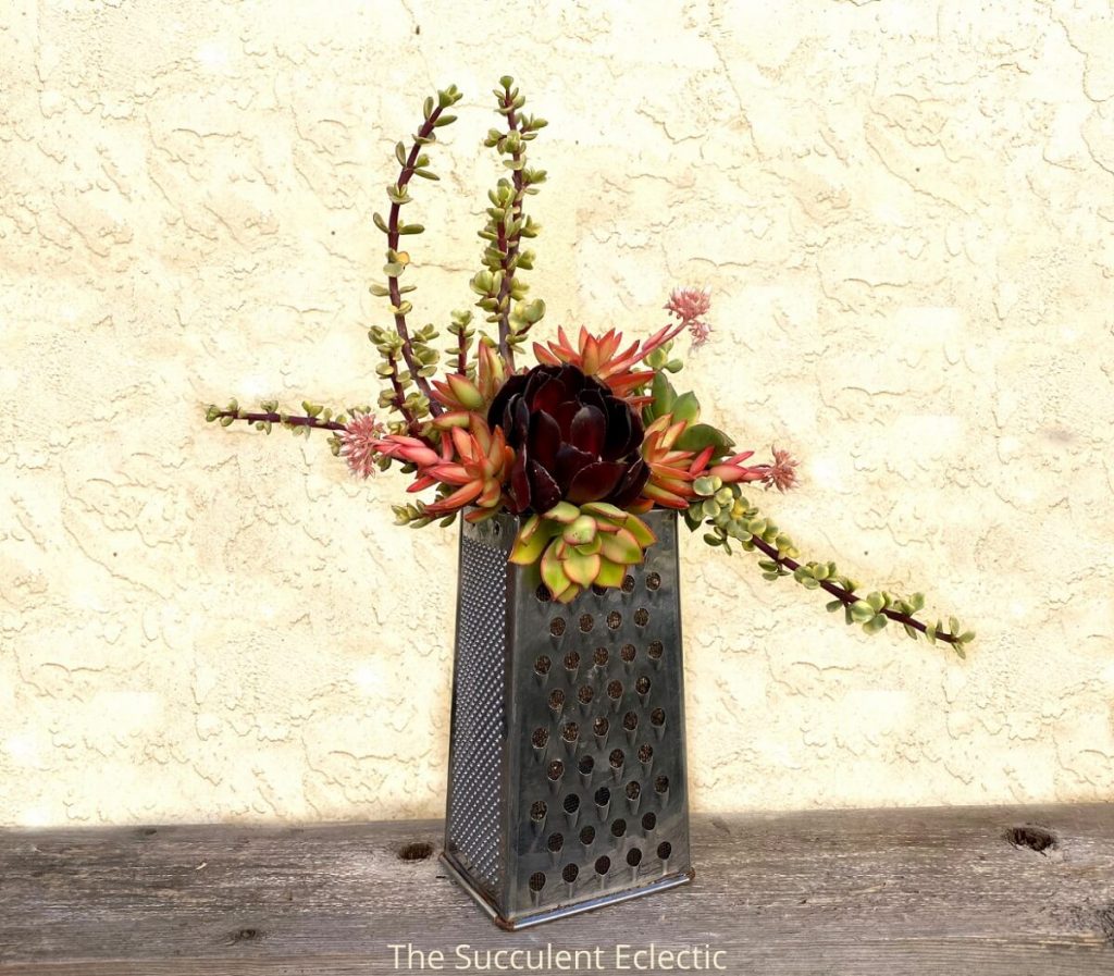 upcycled planter made from grater filled with succulents