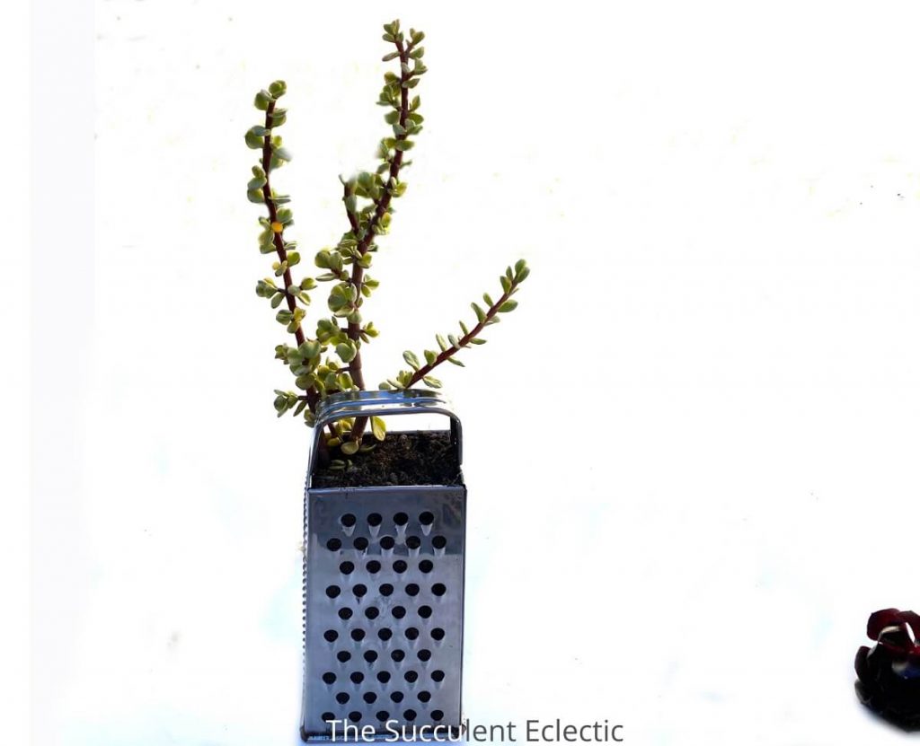 Planting upcycled planter made from grater