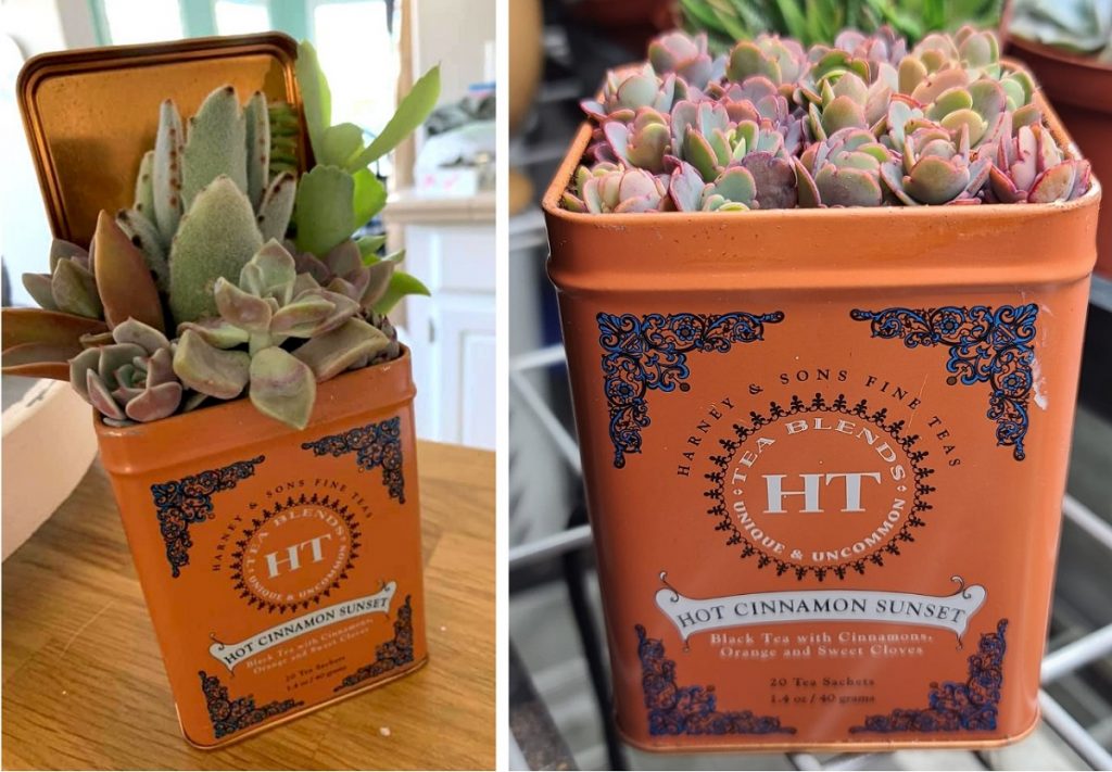 upcycled tea tins for succulent planters