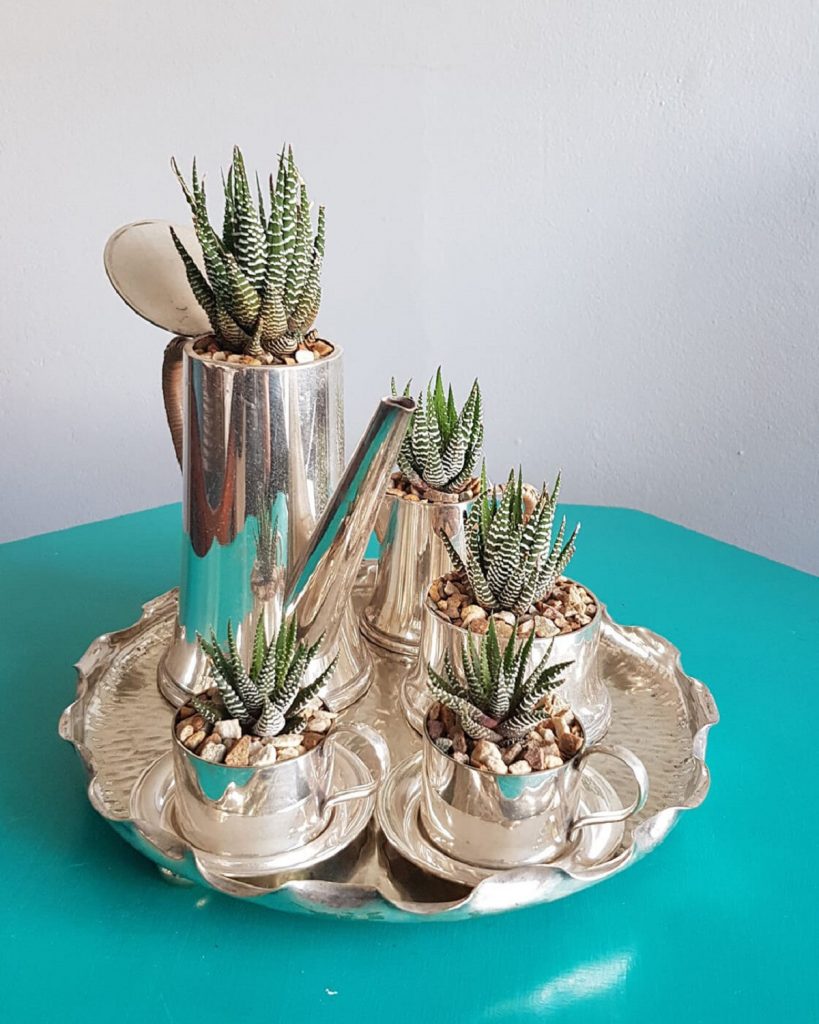 silver coffee serving set planted with succulents Haworthia fasciata
