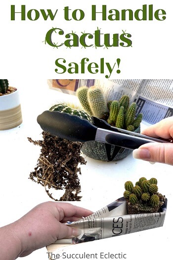 How-to-Handle-cactus-safely