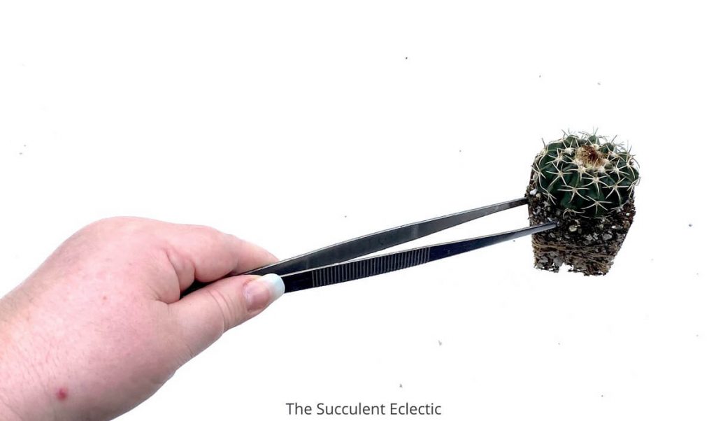 Long-tweezers-for-handling-cactus-safely