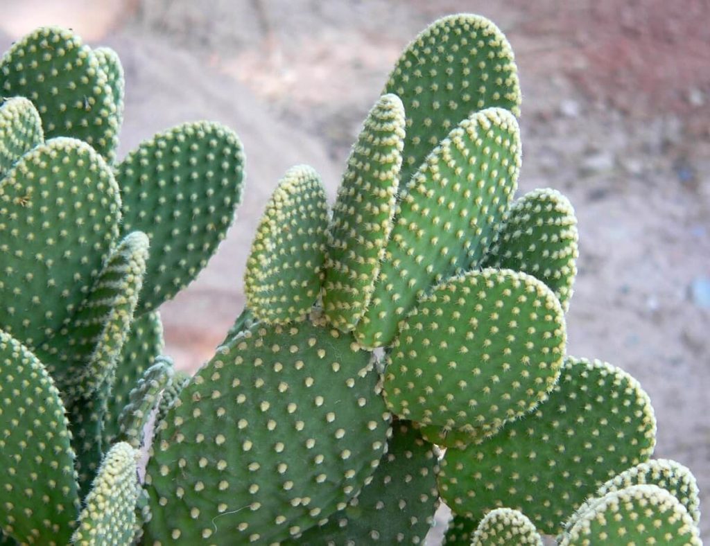 Opuntia microdasys pads and glochids