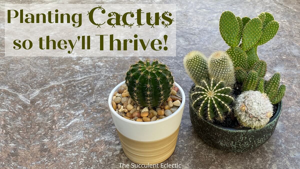 Planting Cactus Plants So They'll Thrive   The Succulent Eclectic