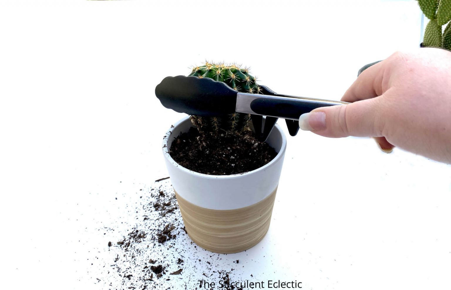 Planting Cactus Plants So They'll Thrive! The Succulent Eclectic