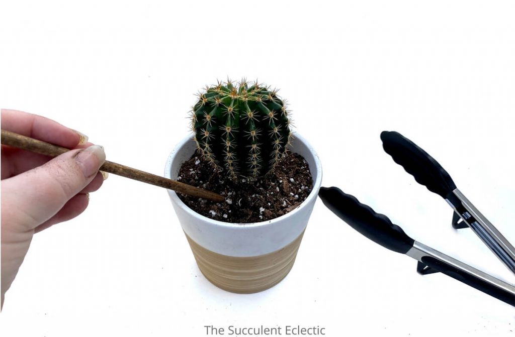tamping soil around cactus echinobivia rainbow burst