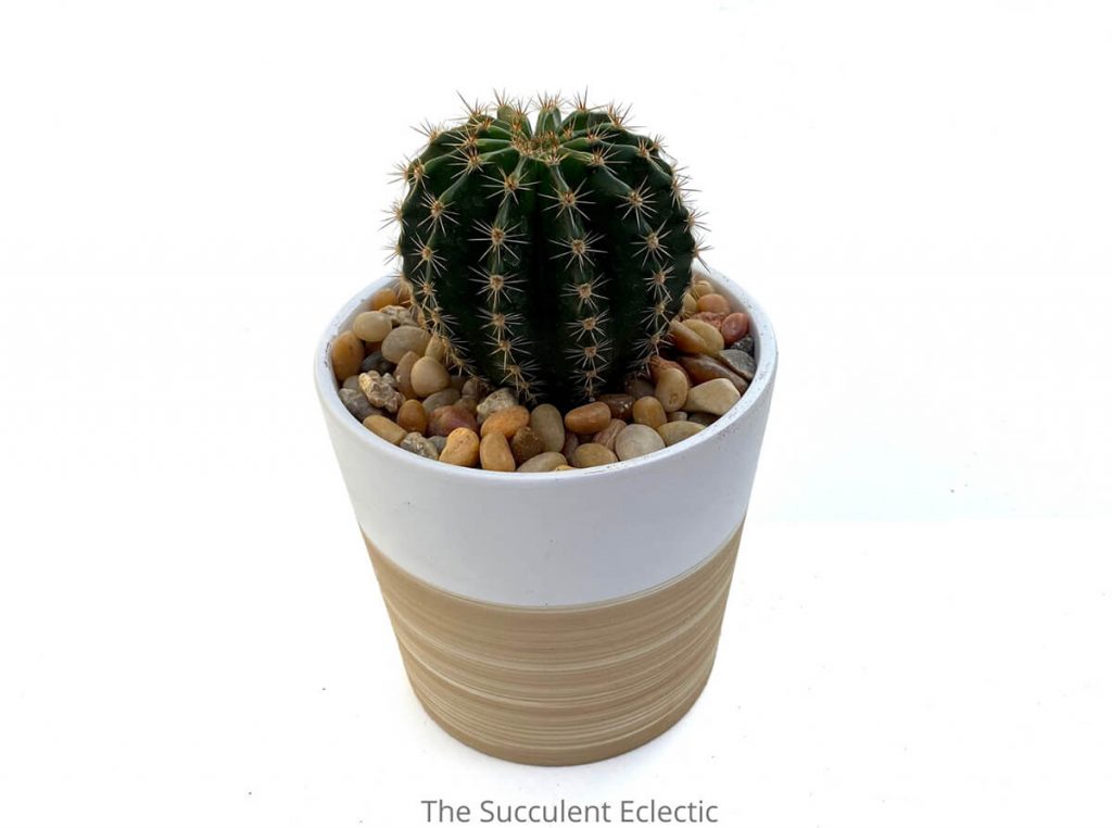 cactus echinobivia rainbow burst