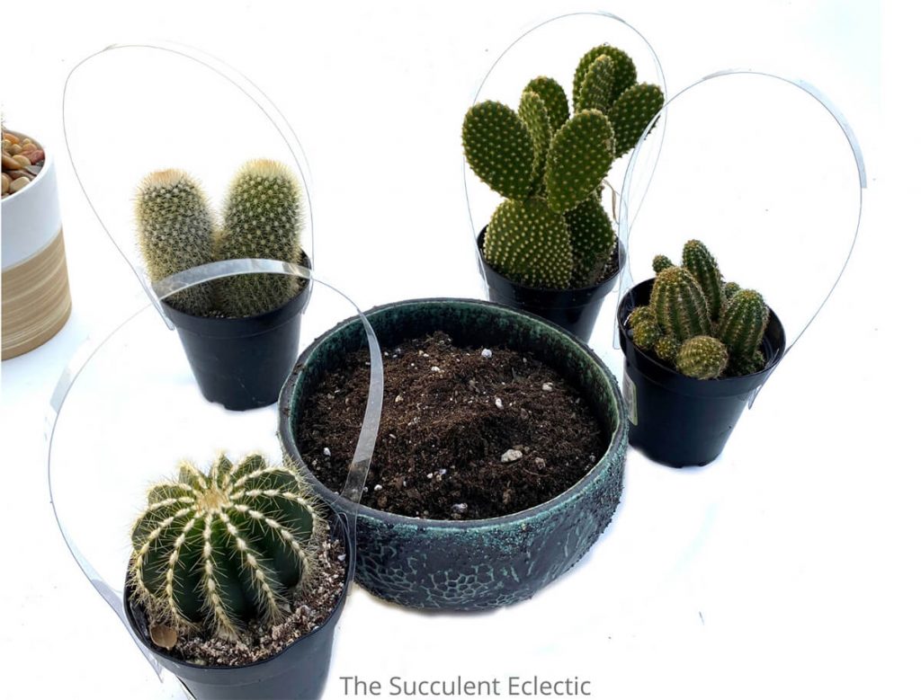 plan out cactus arrangement