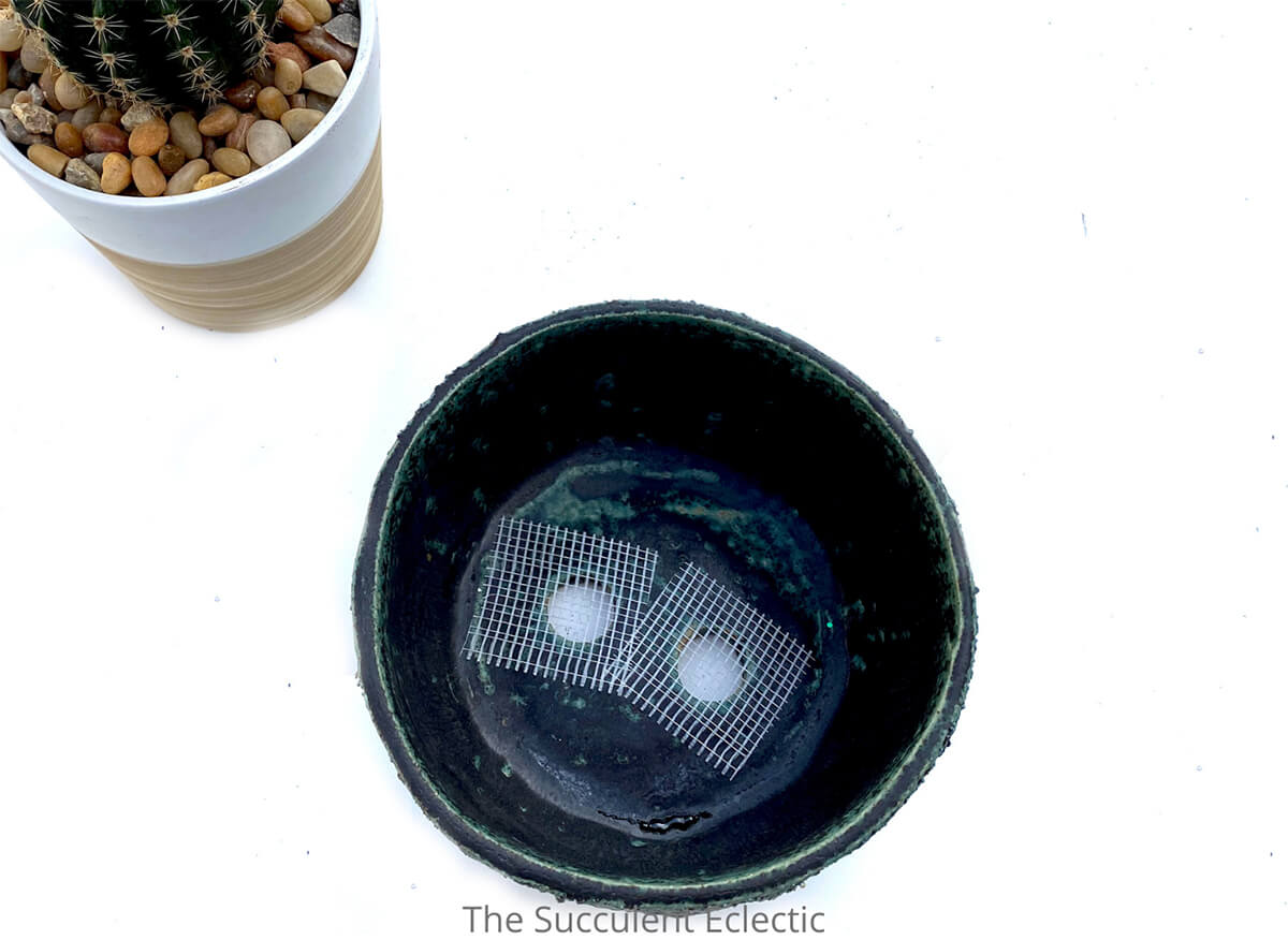 Planting Cactus Plants So They'll Thrive! The Succulent Eclectic