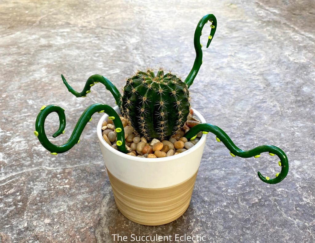 cactus echinobivia with tentacles, looks like an octopus