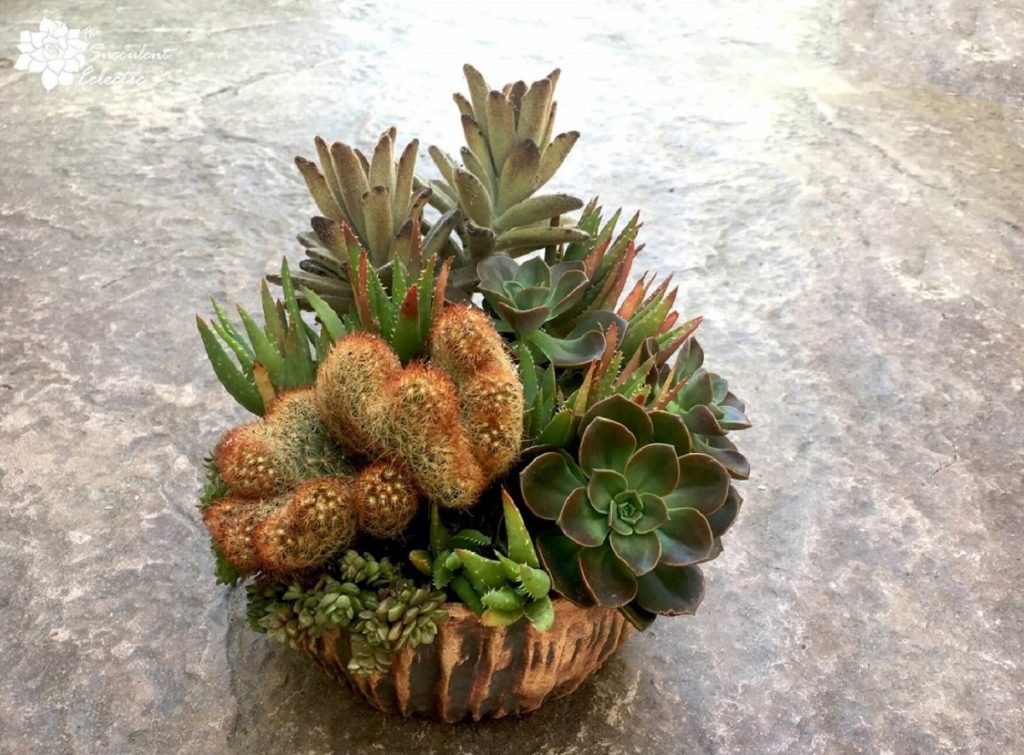 completed-succulent-garden-with crested cactus