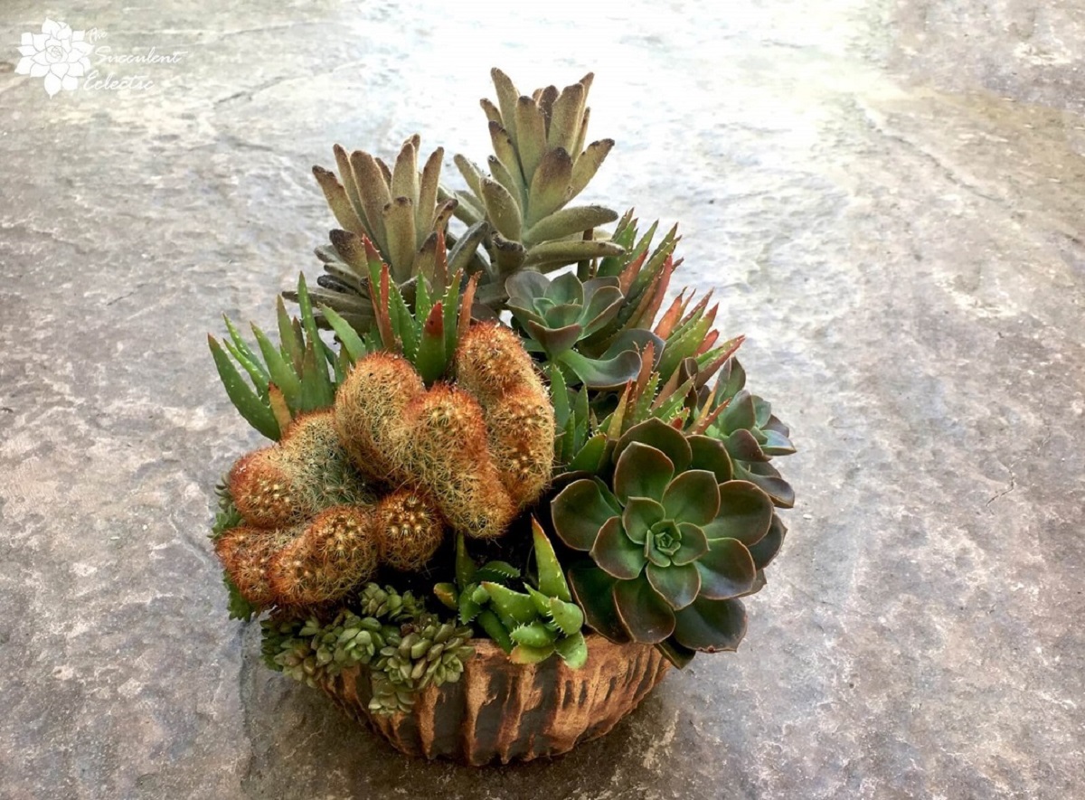 How to Handle Cactus Safely! | The Succulent Eclectic