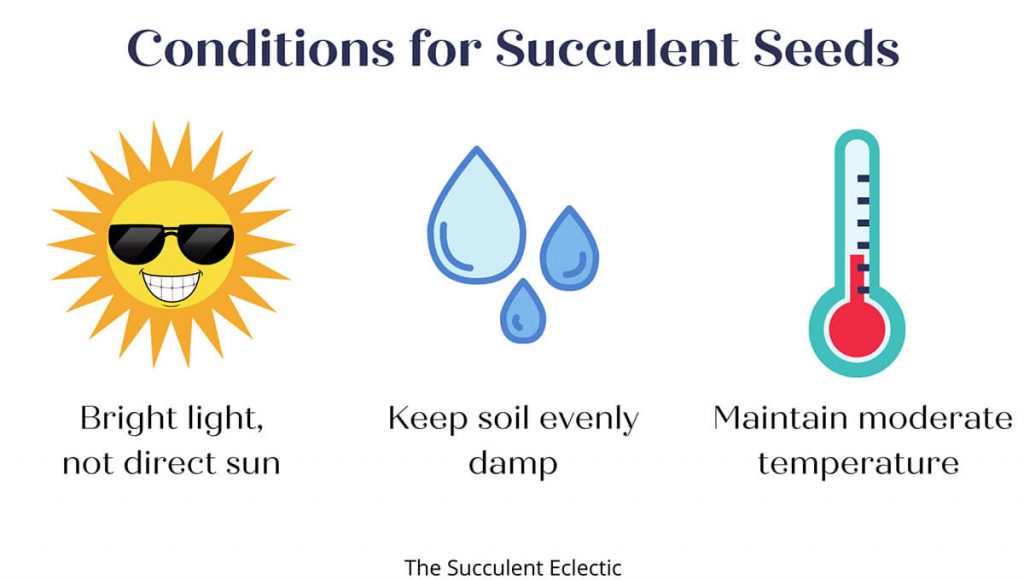 conditions-for-succulent-seeds-1