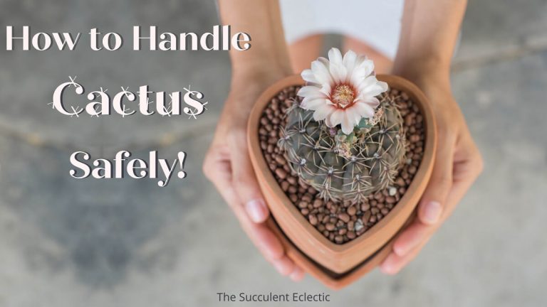 how to handle cactus safely