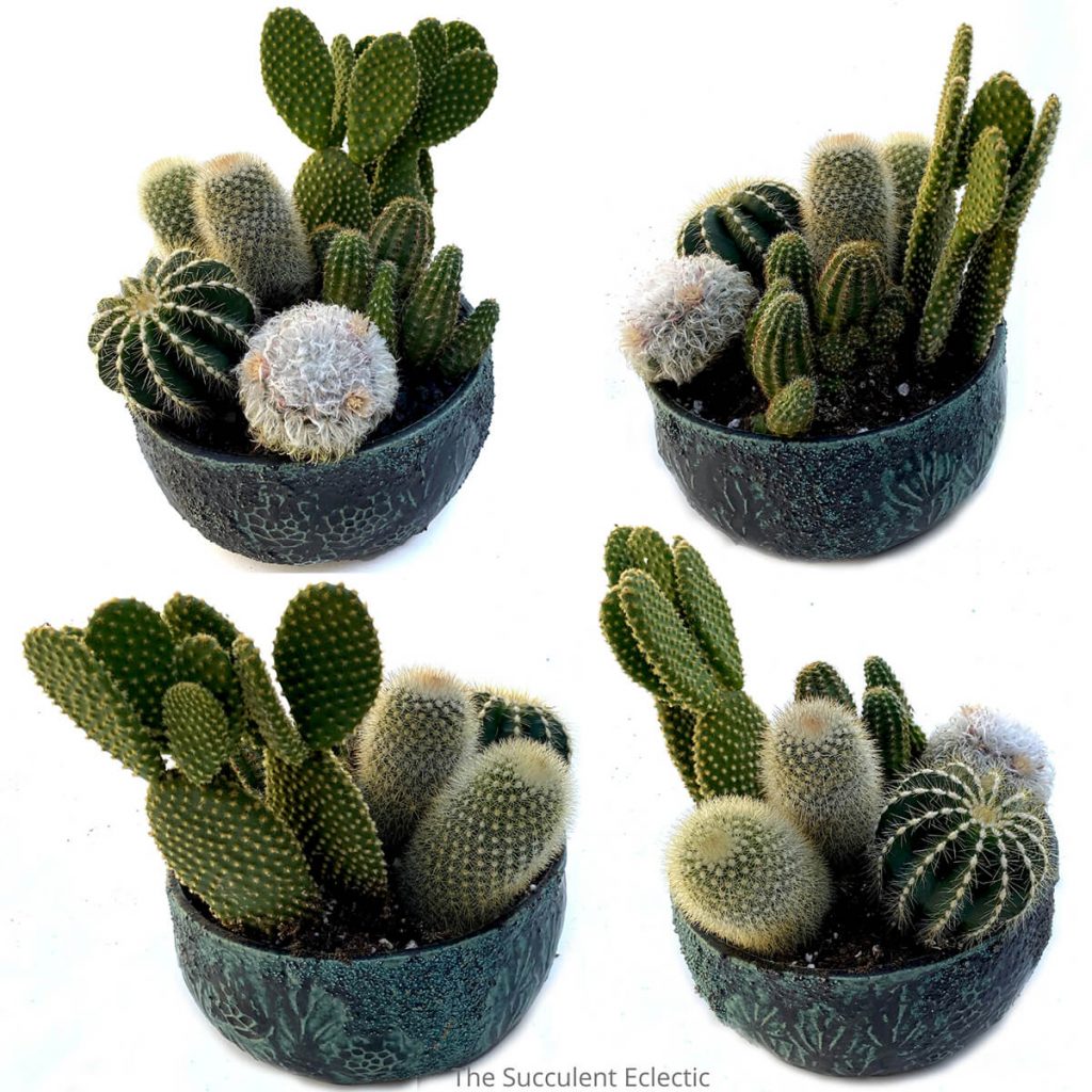 when planting cactus arrangement, consider from all sides