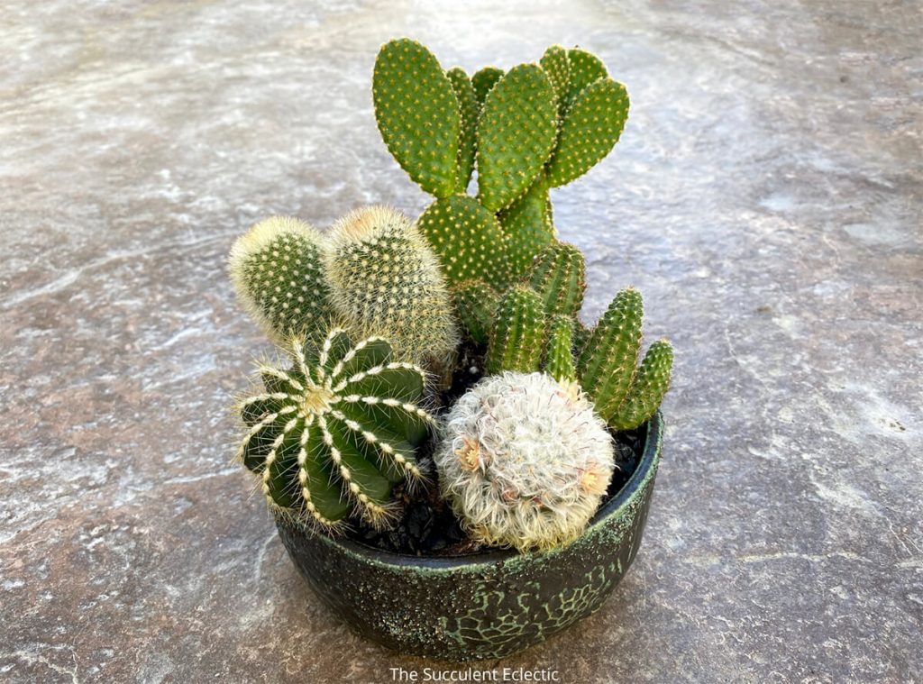 planting-cactus-mammillaria-pilcayensis-and-echinopsis-and-notocactus-magnificus-and-mammillaria-schwarzii-and-opuntia-microdasys