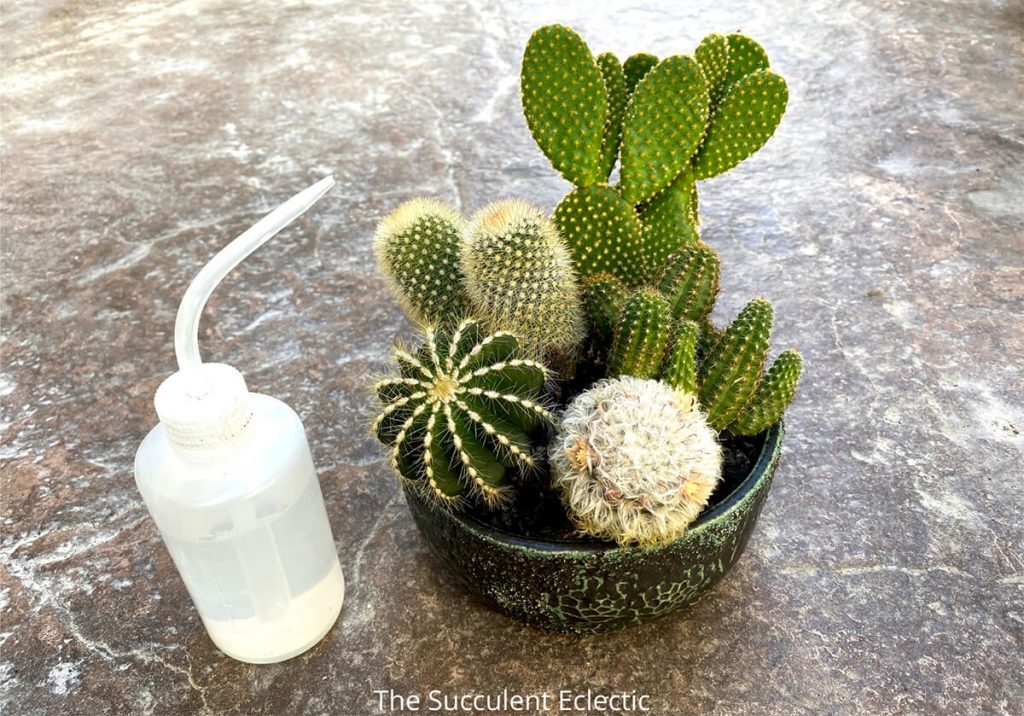 water bottle with cactus arrangement