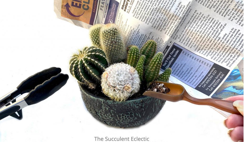 using newspaper barrier from cactus spines