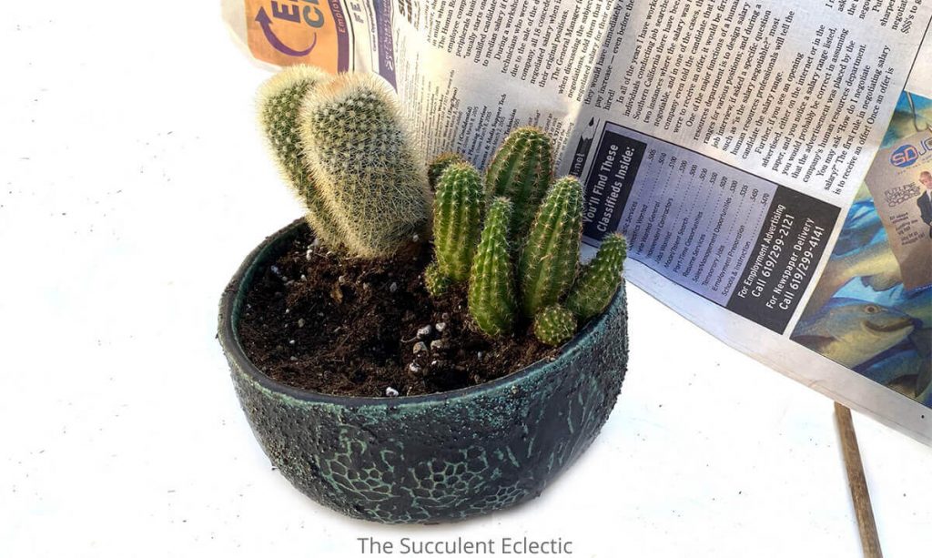 planting-cactus-mammillaria-pilcayensis-and-echinopsis-using-newspaper-shield-1