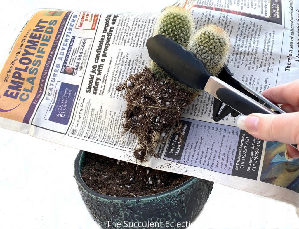 planting mammillaria cactus