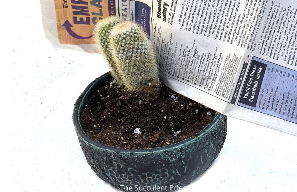 use newspaper for protection from glochids when planting cactus