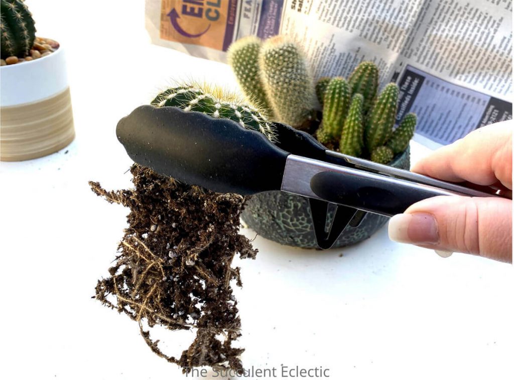 planting-cactus-notocactus-magnificus-held-in-tongs-loosened-roots-using-newspaper-shield-2