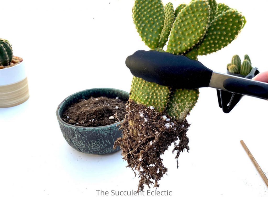 use silicone tipped tongs when planting cactus