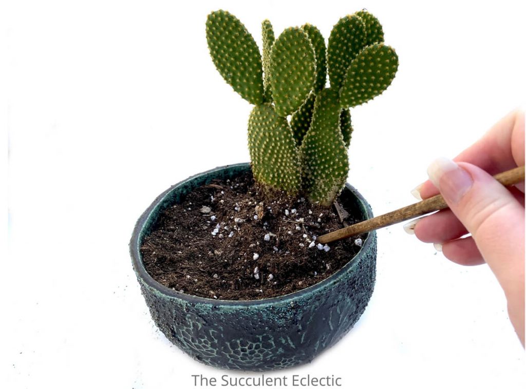 using wooden chopstick to tamp down cactus soil