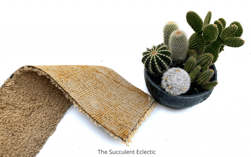 use scrap carpet to handle cactus safely
