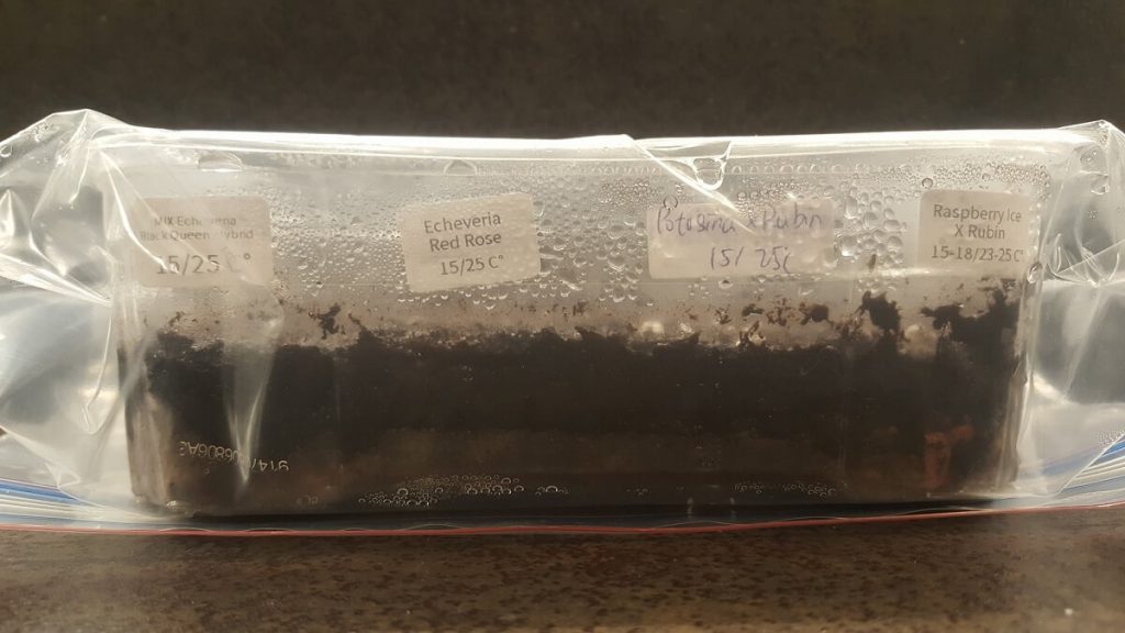 Succulent seeds sown and labeled, in zip lock bag for humidity