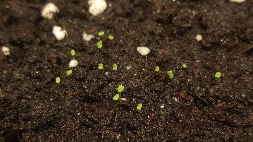 succulent seeds sprouted after 9 days