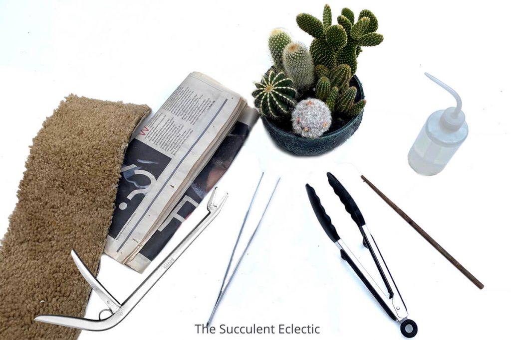 supplies for handling cactus safely