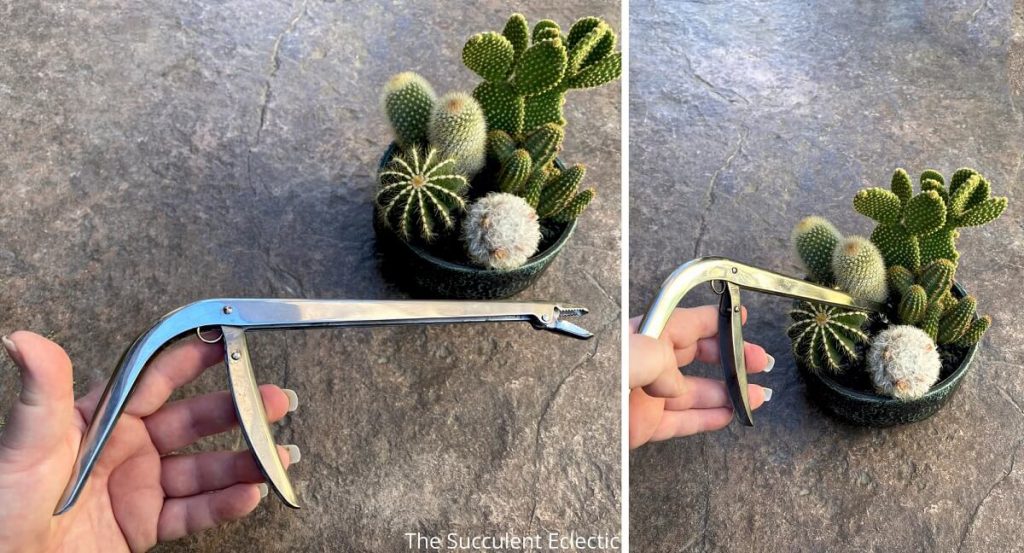 use-fish-hook-extractor-to-weed-between-cactus-safely-1
