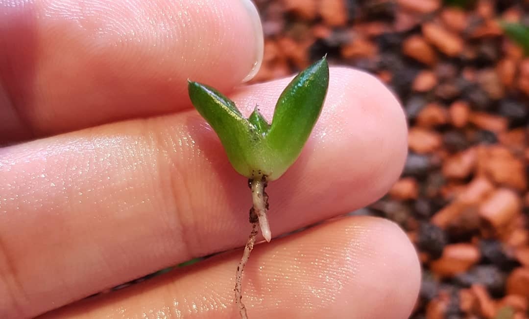 Sowing & Growing Succulent Seeds The Succulent Eclectic