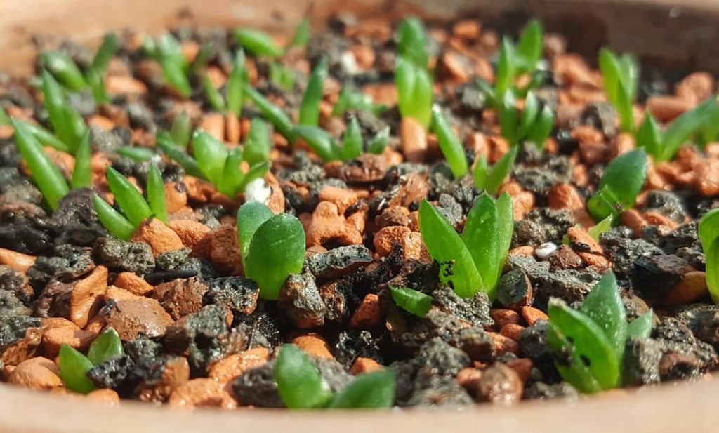 Haworthia seedlings