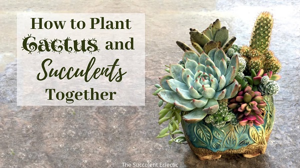 How to Plant cactus and succulents together