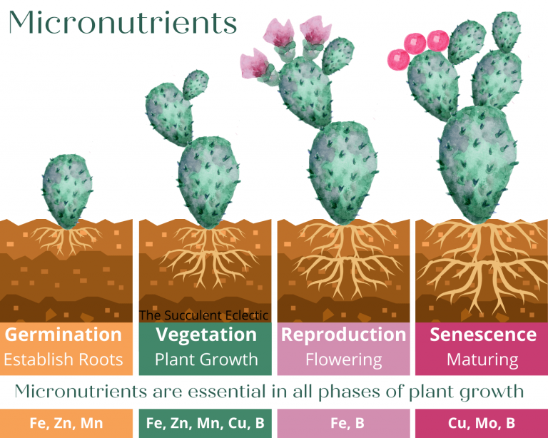 graphic illustrating the importance of micronutrients in every phase of succulent plant growth and development