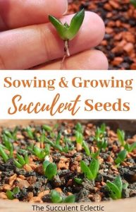 Sowing & Growing Succulent Seeds | The Succulent Eclectic