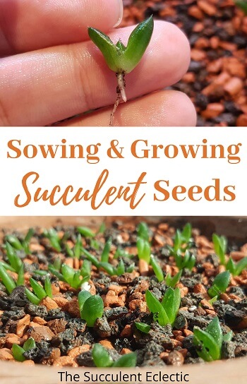sowing and growing succulent seeds