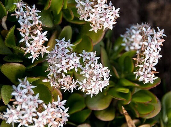 polycarpic crassula-ovata-in-bloom