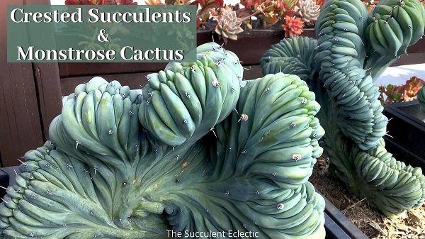 crested succulents and monstrose cactus