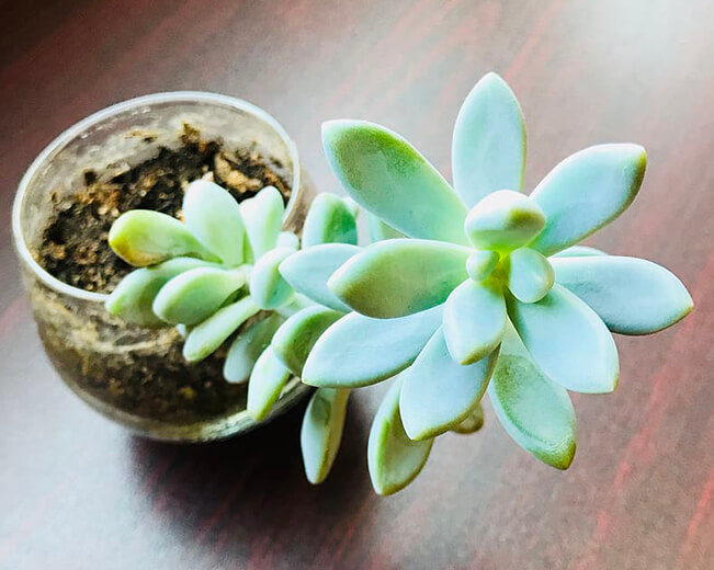 phototropism, this succulent grows toward the available light