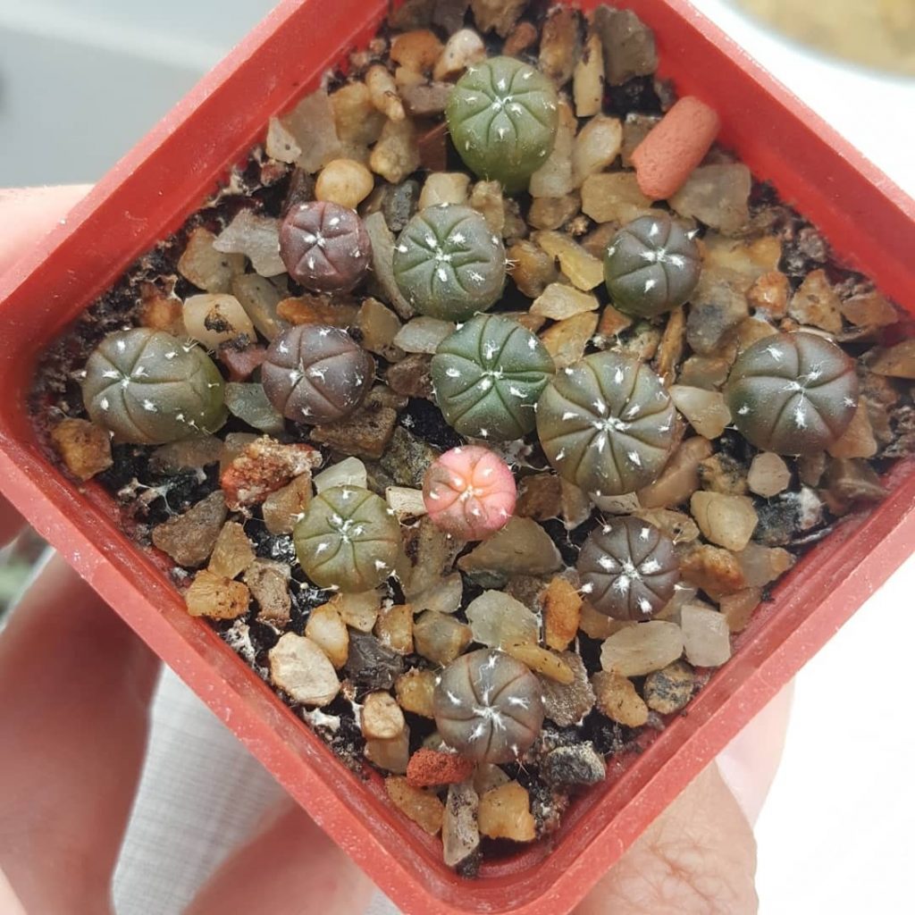 Mixed astrophytum cactus seedlings