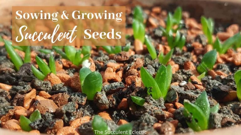 sowing and growing succulent seeds