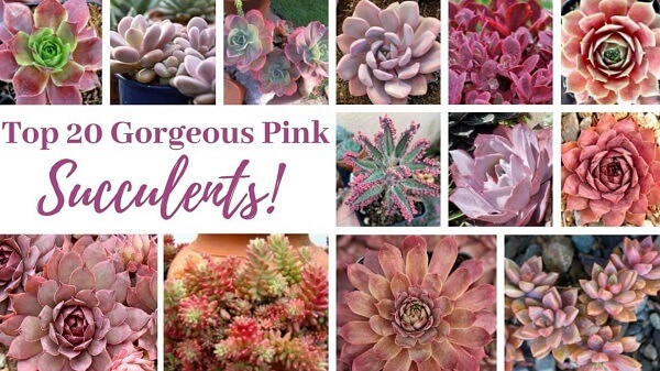 20 top pink succulents