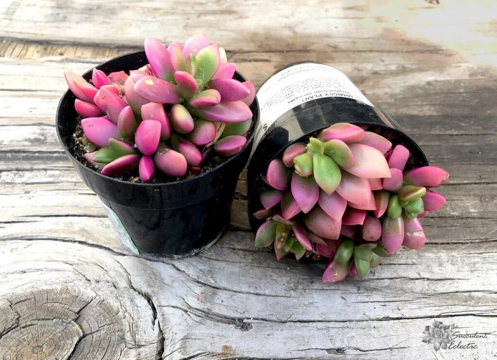 Anacampseros pink succulents in black nursery pots tse